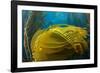 Air bladders lifting strands of giant kelp, California, USA-David Fleetham-Framed Photographic Print