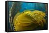 Air bladders lifting strands of giant kelp, California, USA-David Fleetham-Framed Stretched Canvas