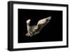 Air Breaking-null-Framed Art Print