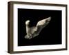 Air Breaking-Anthonyroberts-Framed Photographic Print