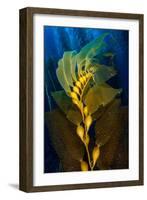 Air filled bladders of Giant kelp, Channel Islands-Alex Mustard-Framed Photographic Print