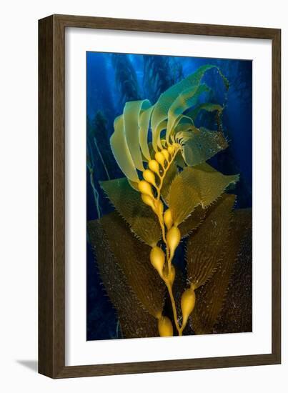 Air filled bladders of Giant kelp, Channel Islands-Alex Mustard-Framed Photographic Print