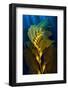 Air filled bladders of Giant kelp, Channel Islands-Alex Mustard-Framed Photographic Print