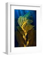 Air filled bladders of Giant kelp, Channel Islands-Alex Mustard-Framed Photographic Print