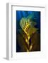 Air filled bladders of Giant kelp, Channel Islands-Alex Mustard-Framed Photographic Print