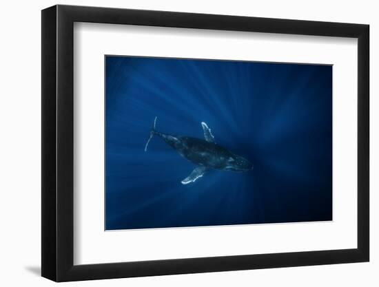 Air Megaptera Approaching!-Barathieu Gabriel-Framed Photographic Print