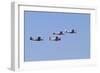 Air Show I-Lee Peterson-Framed Photographic Print