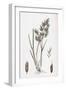 Aira Alpina Alpine Hair-Grass-null-Framed Giclee Print