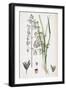 Aira Eu-Caespitosa Tufted Hair-Grass-null-Framed Giclee Print