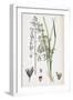 Aira Eu-Caespitosa Tufted Hair-Grass-null-Framed Giclee Print