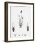 Aira Praecox Early Hair-Grass-null-Framed Giclee Print