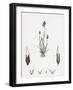 Aira Praecox Early Hair-Grass-null-Framed Giclee Print