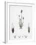 Aira Praecox Early Hair-Grass-null-Framed Giclee Print