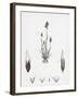 Aira Praecox Early Hair-Grass-null-Framed Giclee Print