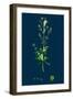 Aira Uliginosa; Bog Hair-Grass-null-Framed Giclee Print