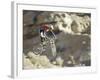 Airborne Bicyclist-null-Framed Photographic Print