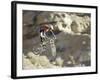 Airborne Bicyclist-null-Framed Photographic Print