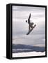 Airborne Snowboarder-null-Framed Stretched Canvas