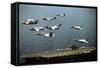 Aircraft Fly over the Nuclear-Powered Aircraft Carrier USS George Washington, 1992-null-Framed Stretched Canvas