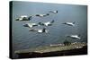 Aircraft Fly over the Nuclear-Powered Aircraft Carrier USS George Washington, 1992-null-Stretched Canvas