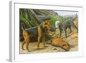 Airdale Terrier and Bedlington Terrier-null-Framed Art Print