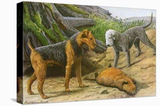 Airdale Terrier and Bedlington Terrier-null-Stretched Canvas