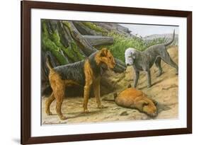 Airdale Terrier and Bedlington Terrier-null-Framed Art Print