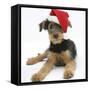 Airdale Terrier Bitch Puppy, Molly, 3 Month, Wearing a Father Christmas Hat-Mark Taylor-Framed Stretched Canvas