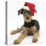 Airdale Terrier Bitch Puppy, Molly, 3 Month, Wearing a Father Christmas Hat-Mark Taylor-Stretched Canvas