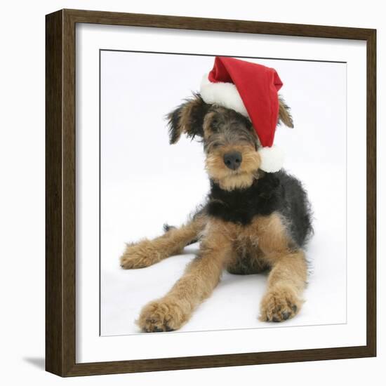 Airdale Terrier Bitch Puppy, Molly, 3 Month, Wearing a Father Christmas Hat-Mark Taylor-Framed Photographic Print