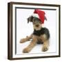 Airdale Terrier Bitch Puppy, Molly, 3 Month, Wearing a Father Christmas Hat-Mark Taylor-Framed Photographic Print