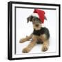 Airdale Terrier Bitch Puppy, Molly, 3 Month, Wearing a Father Christmas Hat-Mark Taylor-Framed Photographic Print