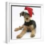 Airdale Terrier Bitch Puppy, Molly, 3 Month, Wearing a Father Christmas Hat-Mark Taylor-Framed Photographic Print