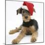 Airdale Terrier Bitch Puppy, Molly, 3 Month, Wearing a Father Christmas Hat-Mark Taylor-Mounted Photographic Print