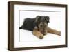 Airdale Terrier Bitch Puppy, Molly, 3 Months, Lying Down-Mark Taylor-Framed Photographic Print