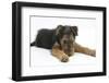Airdale Terrier Bitch Puppy, Molly, 3 Months, Lying Down-Mark Taylor-Framed Photographic Print