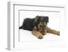 Airdale Terrier Bitch Puppy, Molly, 3 Months, Lying Down-Mark Taylor-Framed Photographic Print