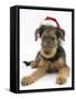 Airdale Terrier Bitch Puppy, Molly, 3 Months Old, Wearing a Father Christmas Hat-Mark Taylor-Framed Stretched Canvas