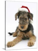 Airdale Terrier Bitch Puppy, Molly, 3 Months Old, Wearing a Father Christmas Hat-Mark Taylor-Stretched Canvas