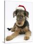 Airdale Terrier Bitch Puppy, Molly, 3 Months Old, Wearing a Father Christmas Hat-Mark Taylor-Stretched Canvas