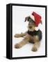 Airdale Terrier Bitch Puppy, Molly, 3 Months Old, Wearing a Father Christmas Hat-Mark Taylor-Framed Stretched Canvas