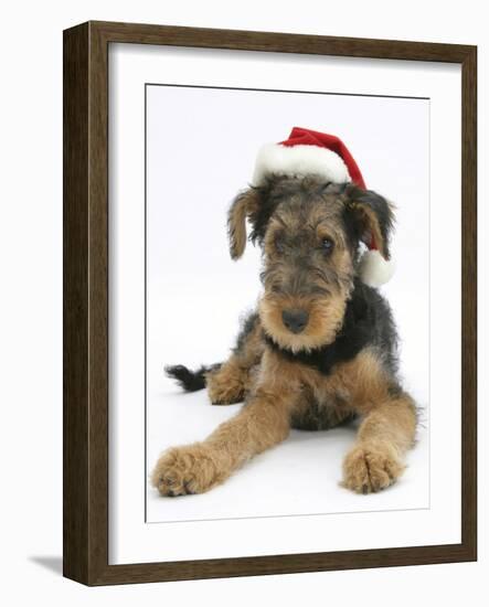 Airdale Terrier Bitch Puppy, Molly, 3 Months Old, Wearing a Father Christmas Hat-Mark Taylor-Framed Photographic Print