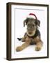 Airdale Terrier Bitch Puppy, Molly, 3 Months Old, Wearing a Father Christmas Hat-Mark Taylor-Framed Photographic Print