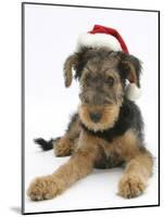 Airdale Terrier Bitch Puppy, Molly, 3 Months Old, Wearing a Father Christmas Hat-Mark Taylor-Mounted Photographic Print