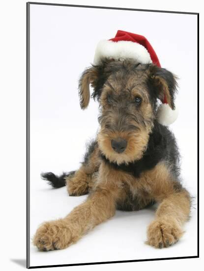 Airdale Terrier Bitch Puppy, Molly, 3 Months Old, Wearing a Father Christmas Hat-Mark Taylor-Mounted Photographic Print
