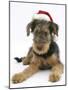 Airdale Terrier Bitch Puppy, Molly, 3 Months Old, Wearing a Father Christmas Hat-Mark Taylor-Mounted Photographic Print