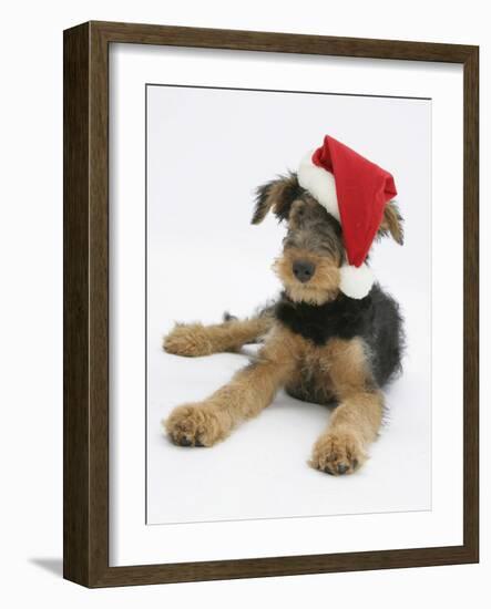 Airdale Terrier Bitch Puppy, Molly, 3 Months Old, Wearing a Father Christmas Hat-Mark Taylor-Framed Photographic Print