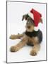 Airdale Terrier Bitch Puppy, Molly, 3 Months Old, Wearing a Father Christmas Hat-Mark Taylor-Mounted Photographic Print