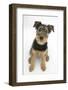 Airdale Terrier Bitch Puppy, Molly, 3 Months, Sitting Looking Up-Mark Taylor-Framed Photographic Print