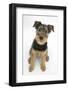 Airdale Terrier Bitch Puppy, Molly, 3 Months, Sitting Looking Up-Mark Taylor-Framed Photographic Print